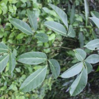 Tetrastigma nilagiricum (Miq.) B.V.Shetty